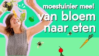 Van bloem naar eten door bestuiving  Moestuinier mee [upl. by Alleuqram897]