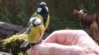 A Bird In The Hand  Hand feeding garden birds [upl. by Ellenrahc]