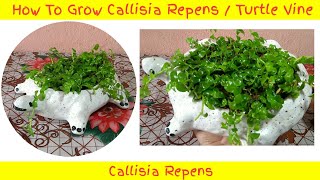 How To Grow Callisia Repens  Turtle Vine   Propagating Callisia Repens  Planting Ideas [upl. by Hairej]