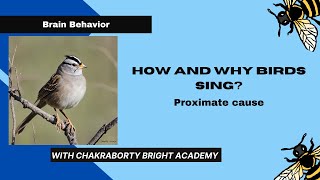 How and Why Birds Sing II Proximate Cause [upl. by Alliuqet415]