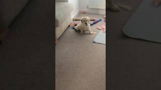 Cheeky Goldador Puppy shows who’s boss goldador goldenretrieverpuppy puppy [upl. by Cassil]