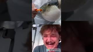 Pufferfish eating carrot Pedro Pascal meme [upl. by Irianat]