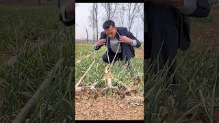 Campesino hoy sorprende al patrón 😱 shortvideo [upl. by Marutani97]