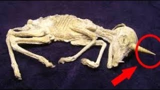 Scientists Have Found Fossils That Prove Unicorns Existed But They Were Actually Pretty Terrifying [upl. by Stronski]