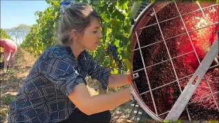 Wine Making Process in Bordeaux  Step by Step ExplanationFun Documentary [upl. by Nagorb511]