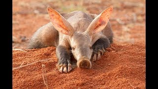 Aardvark  South Africa Amazing Animal [upl. by Arjun800]