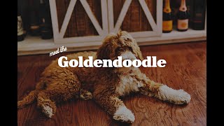 The Goldendoodle [upl. by Dauf]