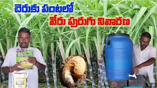 చెరుకు పంటలో వేరు పురుగు నివారణ  organicchillitrading EPNpestcontrol [upl. by Athalla761]