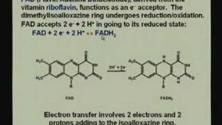 Lecture  23 Bioenergetics 1 [upl. by Annaej]