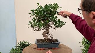 Ficus Bonsai Care and Pruning [upl. by Elatia688]