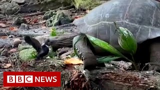 Tortoise eating a bird caught on camera  BBC News [upl. by Ikin]