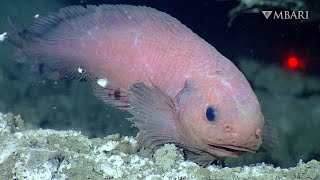 Snailfish are flabby scaleless fishes adapted to thrive in the deep [upl. by Ilime]