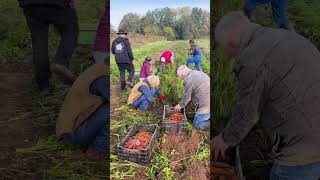 Möhrenernte mit Mitgliedern der solidarischen Landwirtschaft [upl. by Ahseken]