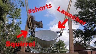 Squirrel Launching  Squirrel Catapult shorts [upl. by Tseng4]