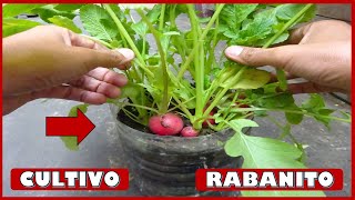 APRENDE A CULTIVAR RABANITOS EN MACETAS [upl. by Ahsam483]