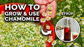 How to Grow Perfect Chamomile From Seed And Use In The Kitchen [upl. by Nyltiac]