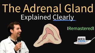 Adrenal Gland Adrenal Cortex Anatomy Physiology Disorders and Hormones [upl. by Haydon]