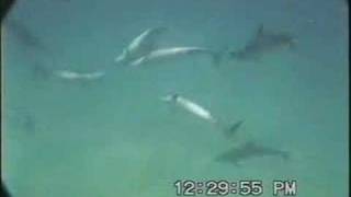 Dolphin burst pulses and agressive sounds [upl. by Bohaty562]