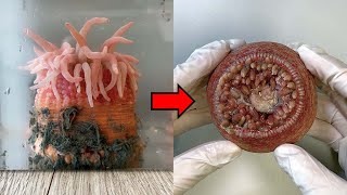 Strange Organ Inside a Sea Anemone  Sea Anemone Dissection [upl. by Stafford]