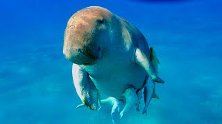 Seekuh Ägypten Marsa Alam Dugong Egypt Manatee Abu Dabbab snorkeling schnorcheln red sea Rotes Meer [upl. by Phippen]