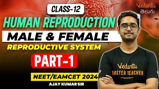 Human Reproduction1  Male and Female Reproductive System  NEETEAMCET 2024  Vedantu Telugu [upl. by Asiul859]