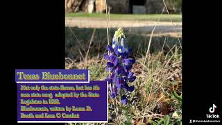 Texas state Bluebonnet song [upl. by Asaeret628]