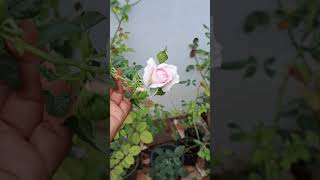 Moncouer rose blooms [upl. by Tare109]