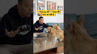 🐶Tommy को 🐕Tobo की याद आ रही है  mini wood toy  woodworking art skill  hand crafts shorts pets [upl. by Eneres]