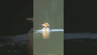 Common merganser swimming in sassafras river in Maryland birds duck [upl. by Milda]