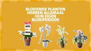 Intratuin  Bloeiende kamerplanten verzorgen  tip 1 [upl. by Ezana]