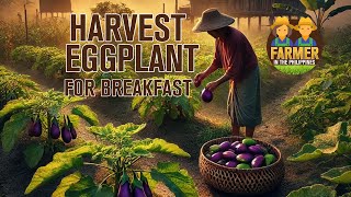 Harvest eggplant and cook  Philippine Farm Life farmvilph [upl. by Eyram]