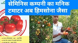 seminis manik tomato himsona tomato ki tarhbest winter tomato [upl. by Isej174]