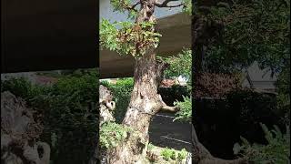 Me chua bonsai bonsaitree bonsaiandall bonsaivietnam bonsaiindonesia bonsaimini gardening [upl. by Leahcimal947]