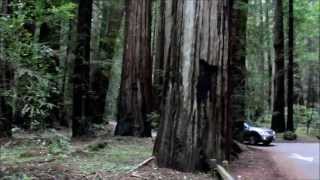 California Giant Redwood Trees [upl. by Landon]