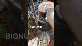 Inilah dosis pupuk bionuklir generatif [upl. by Nnaarual]