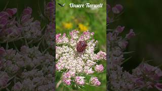 Blumenwiese Streifenwanze wilde Möhre naturgarten nature garten insects wildlife wanze [upl. by Sikko]