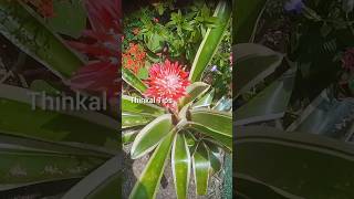 bromeliads variegated plants flowers  thinkal tips  you tube short  short viral [upl. by Nailil]