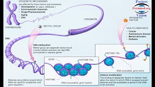 Epigénétique conférence Epigenetic modifications cancer Control Gene expression Biologie Moleculaire [upl. by Hoang]