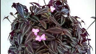 Tradescantia zebrina in bloom [upl. by Gomer]