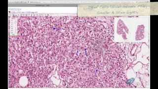 Histology Helper  Endocrine System Histology [upl. by Imojean197]