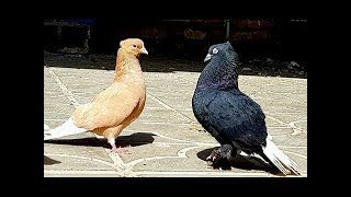 BEST PIGEON CALL SOUND 2019 [upl. by Annaohj]