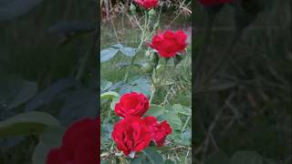 Cute Roses flowers mygarden youtubeshorts [upl. by Gregory]