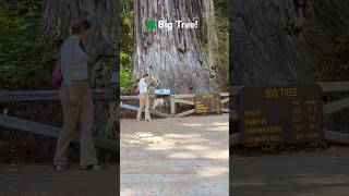 One Massive Redwood in the Prairie Creek Redwoods State Park CA redwoodforest humboldtcounty [upl. by Anivla300]