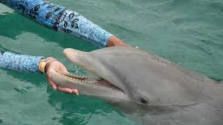 Dolphin Discovery Royal Swim VIP w Dolphins at Chankanaab Park in Cozumel Mexico [upl. by Margreta]