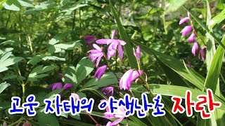 고운 자태의 야생난초 자란 키우기  Bletilla striata wild flower [upl. by Etnomal]