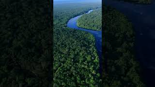 Top 3 Largest Forests in the World Amazon Congo amp Valdivian Rainforests shorts nature explore [upl. by Zetram789]