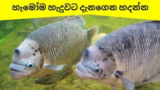 හැමෝම ඇතිකරන යෝධ ගුරාමි වැරදි  Giant Gourami CARE mistakes [upl. by Israeli]