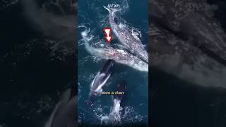 A horrifying scene as a pod of killer whales attacks two gray whales killerwhales whale animals [upl. by Mela]