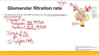 Glomerulus physiology  Renal system  Step 1 Simplified [upl. by Radcliffe]