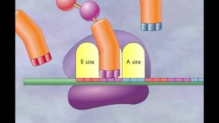 Chapter 4 Translation Elongation and termination [upl. by Esemaj]